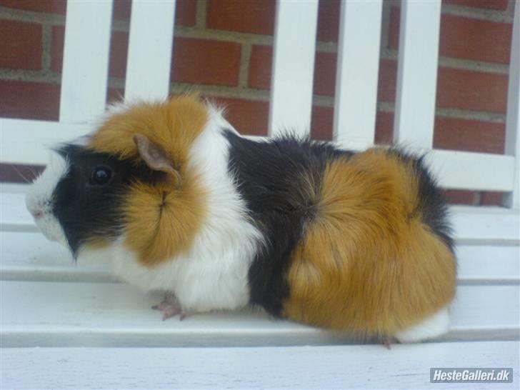 Marsvin Samson *R.I.P* - Samson som model, en sommerdag :D billede 2