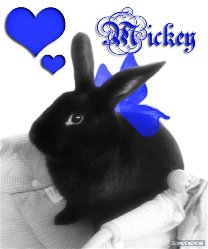 Kanin Mickey<3 - MiiiiiiiiiiiiiCKEY :D billede 1