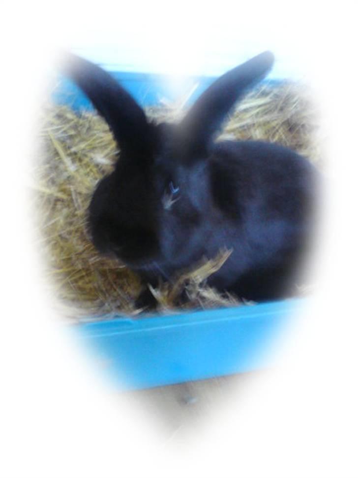 Kanin Mickey<3 - Mickey :) billede 2