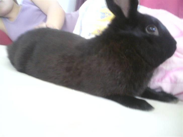 Kanin Mickey<3 - tager lige en slapper ;D billede 3