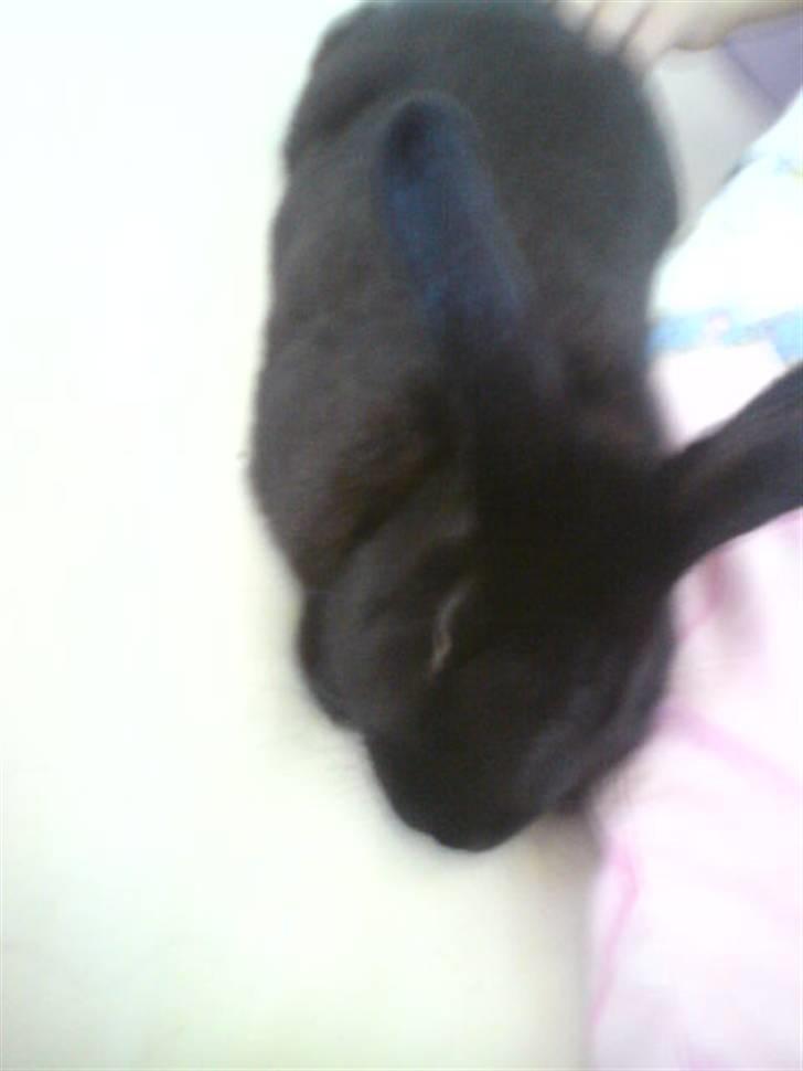 Kanin Mickey<3 - ;) billede 4