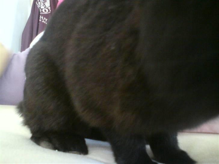 Kanin Mickey<3 - se selv :) billede 5