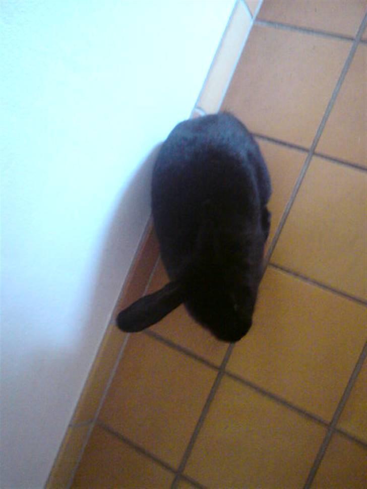 Kanin Mickey<3 - han løber rundt i huset :D billede 6