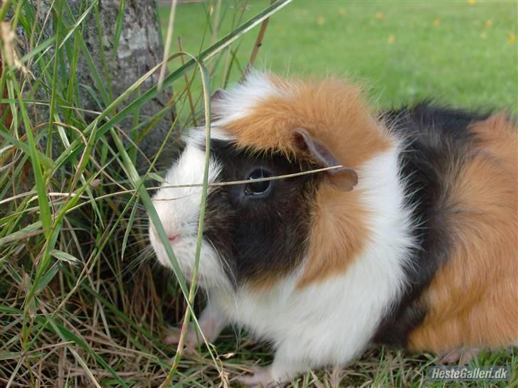 Marsvin Samson *R.I.P* - I haven en sommerdag, ved birketræet :D billede 3