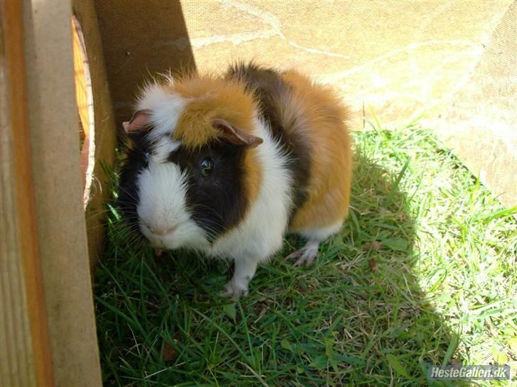 Marsvin Samson *R.I.P* - I udeburet. billede 4