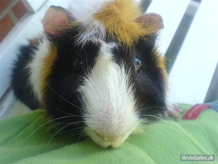 Marsvin Samson *R.I.P* - Det nuttede blik der gang på gang smeltede mit hjerte ..  billede 5