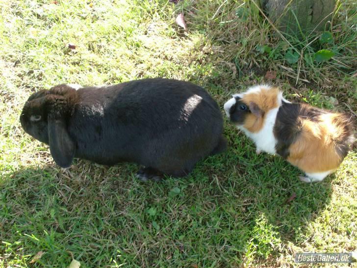 Marsvin Samson *R.I.P* - Kongens efterfølger? xD - Buller og Samson i haven :D billede 7