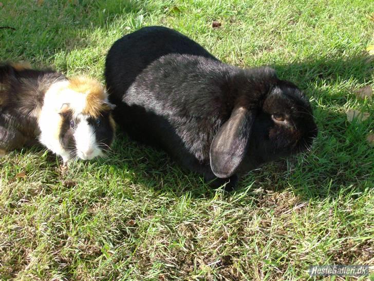 Marsvin Samson *R.I.P* - Hygge i haven, en sommerdag :D billede 8