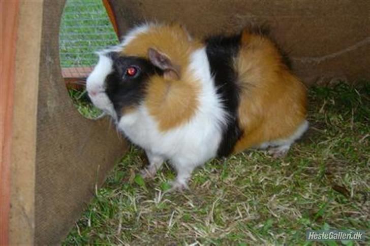 Marsvin Samson *R.I.P* - Gammelt billede, fra en sommer aften :] - Samson i udeburet. billede 9