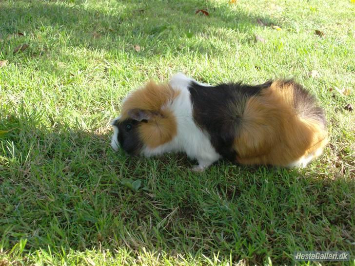 Marsvin Samson *R.I.P* - Udenfor en sommerdag :D billede 10