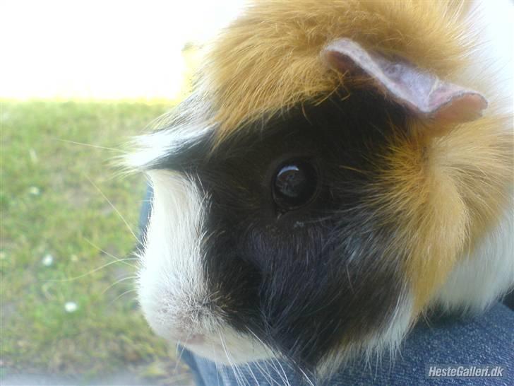 Marsvin Samson *R.I.P* - Samson i profil :] billede 11