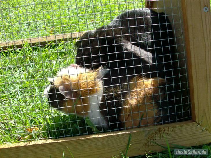 Marsvin Samson *R.I.P* - I udeburet, med Buller en sommerdag :] billede 12