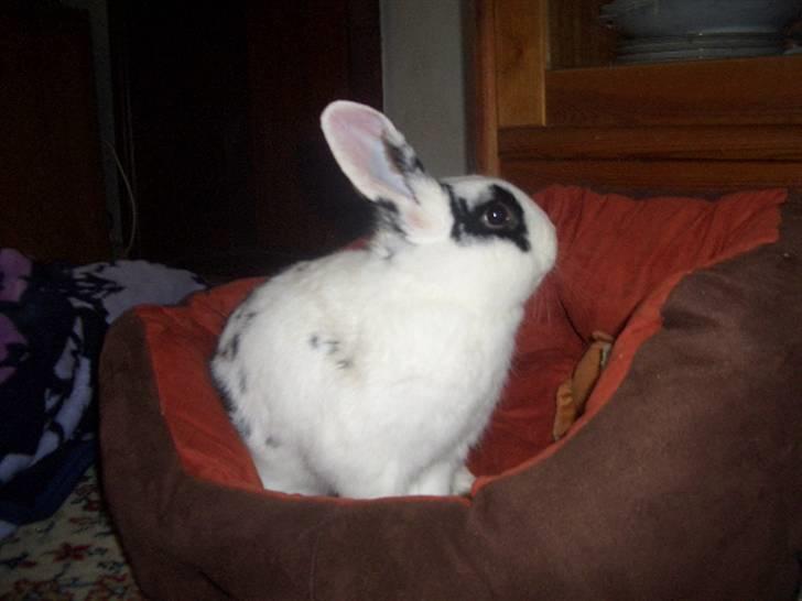 Kanin Oliver *Savnet!* ;( billede 1