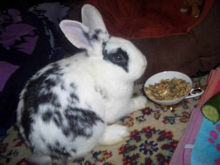 Kanin Oliver *Savnet!* ;( billede 2