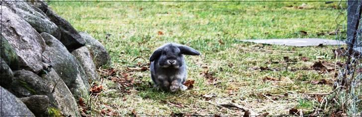 Kanin Juulgaardens | Gray - Min dejlige Manse kommer løbende i  mod mig <3 billede 8