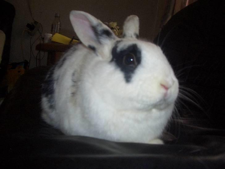 Kanin Oliver *Savnet!* ;( billede 3