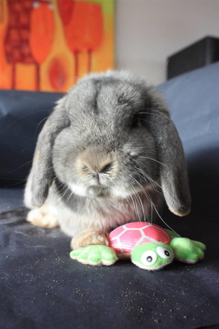 Kanin Juulgaardens | Gray - Nurh hehe, manse og hans frø :) billede 9