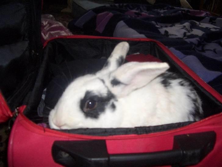 Kanin Oliver *Savnet!* ;( billede 4