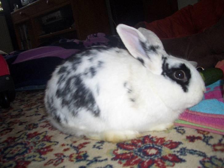 Kanin Oliver *Savnet!* ;( billede 5