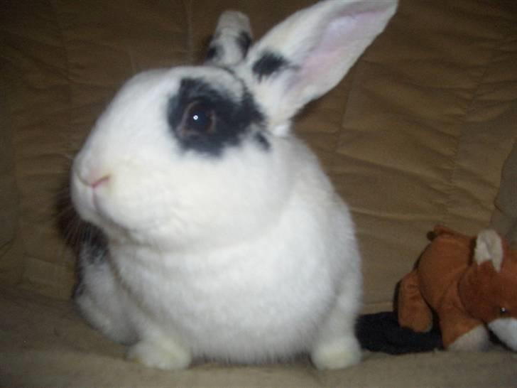 Kanin Oliver *Savnet!* ;( billede 6