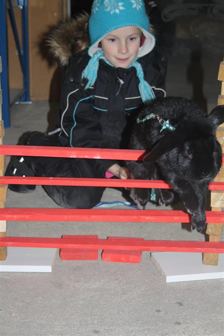 Kanin Polét - sprrrring d. 30 november billede 7