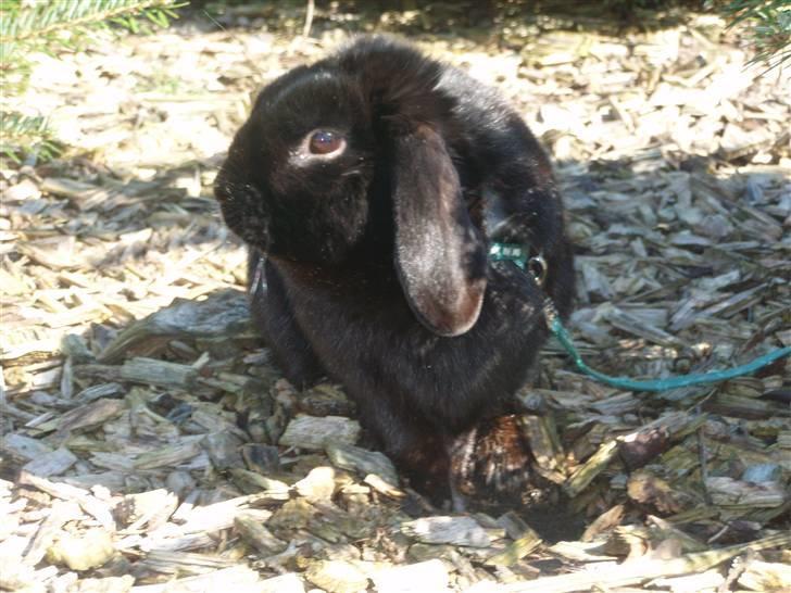 Kanin Polét billede 8