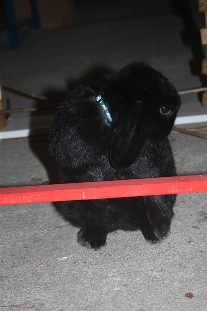 Kanin Polét billede 9