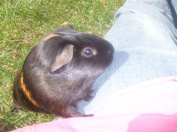 Marsvin Gumle speedy Larsen billede 1