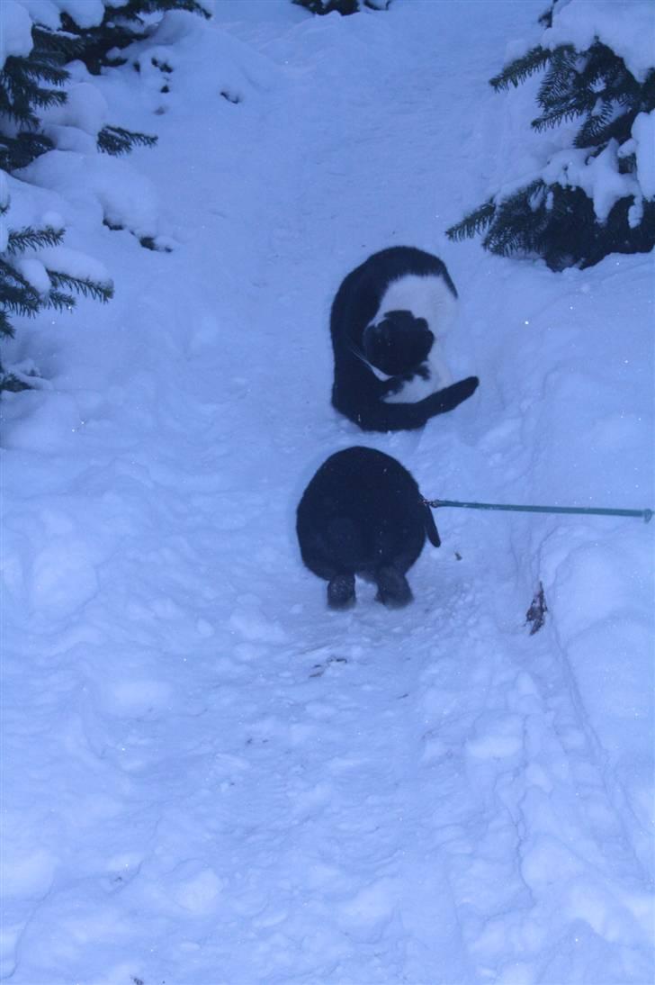 Kanin Polét - Polet og Buster billede 10