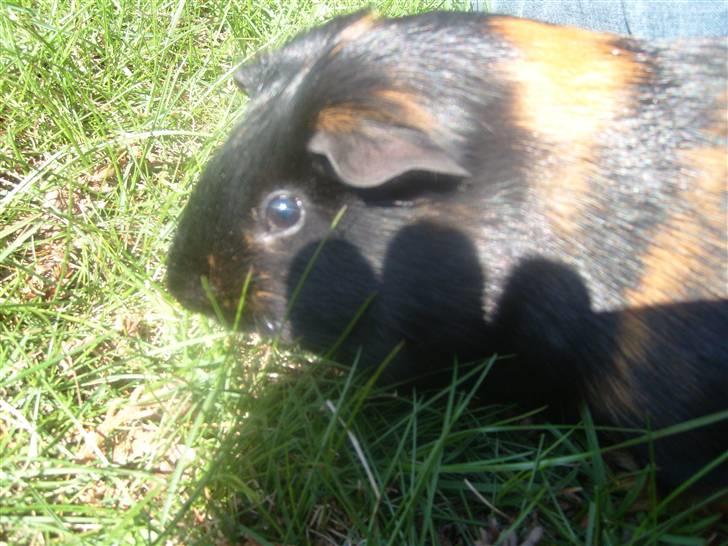 Marsvin Gumle speedy Larsen billede 2