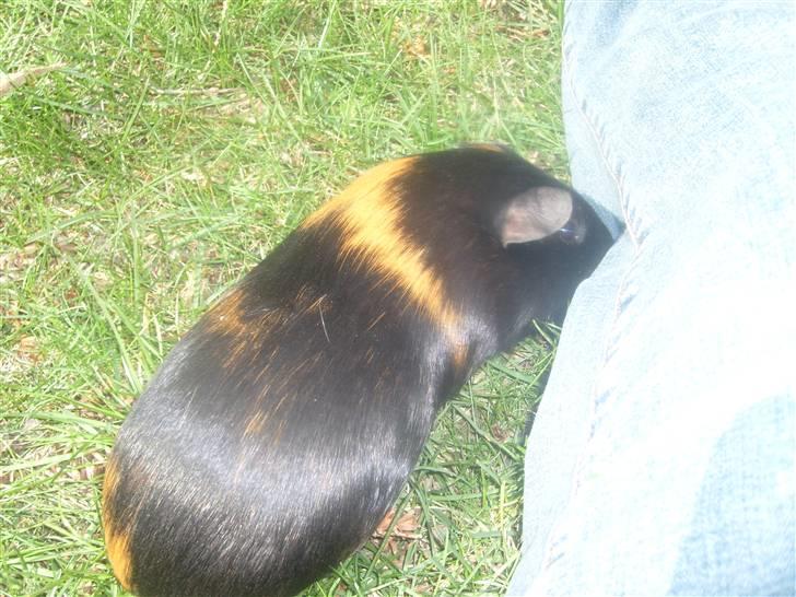 Marsvin Gumle speedy Larsen billede 3