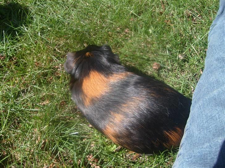 Marsvin Gumle speedy Larsen billede 4