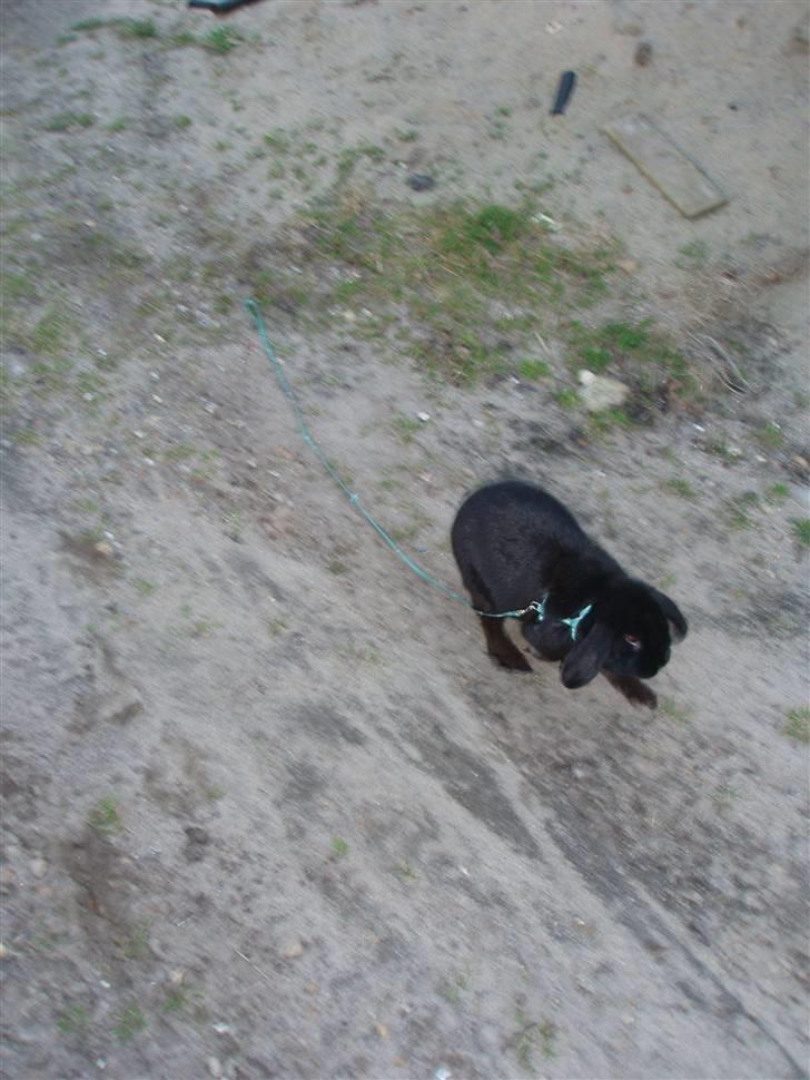 Kanin Polét billede 11