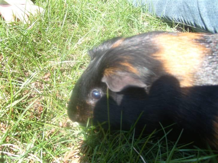 Marsvin Gumle speedy Larsen billede 5