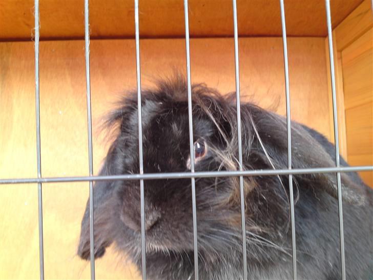 Kanin Zaphira - Åh.. Skønne Zaphi billede 1