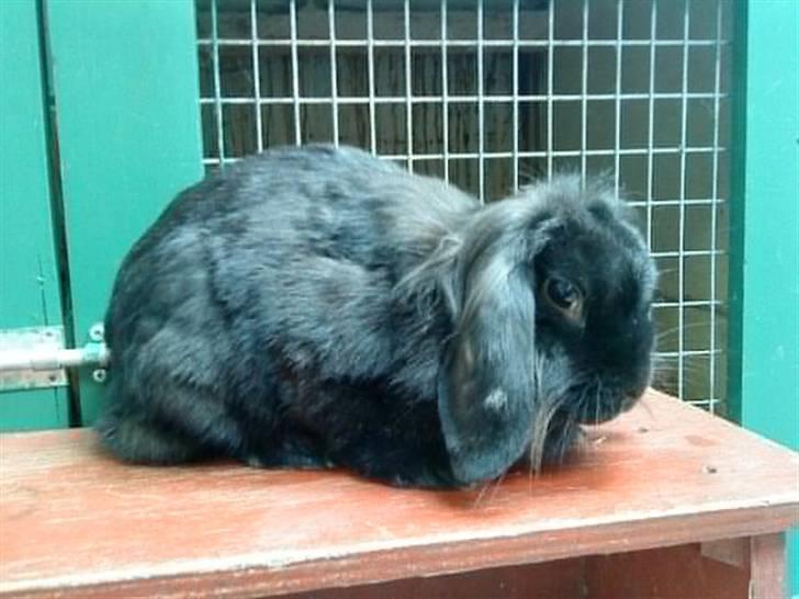 Kanin Zaphira - Zaffer billede 2