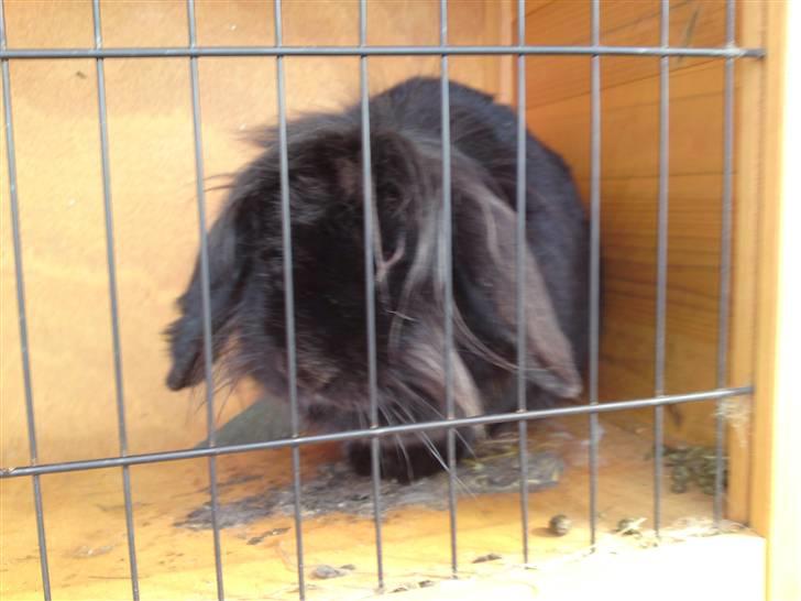 Kanin Zaphira - Du er dejlig billede 3