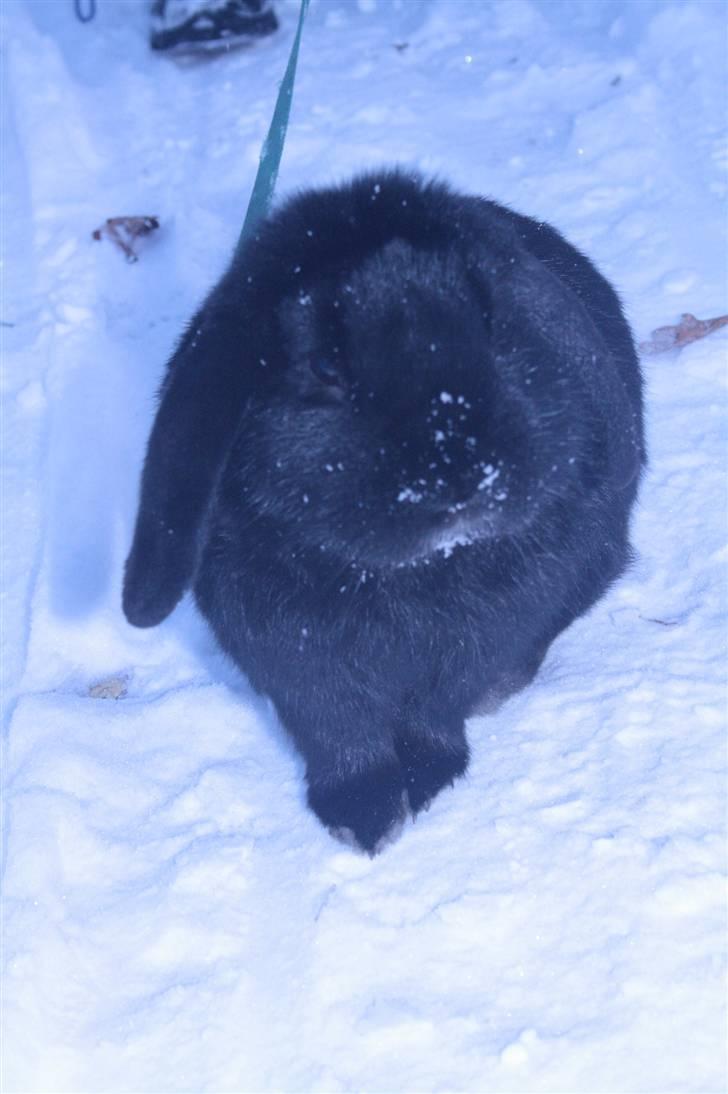 Kanin Polét - Polet d. 30 november 2010 billede 12