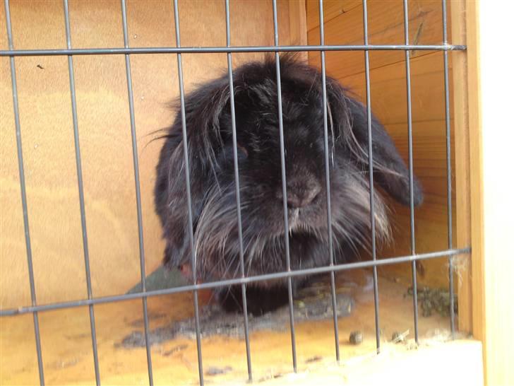 Kanin Zaphira - Søde Zaf billede 4