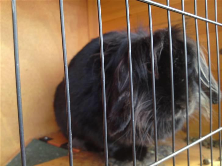 Kanin Zaphira - Zafi billede 5