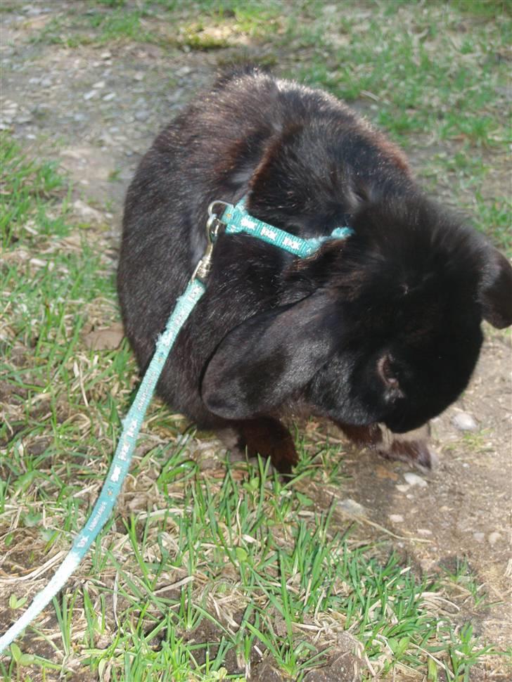 Kanin Polét - foto: min søster billede 13