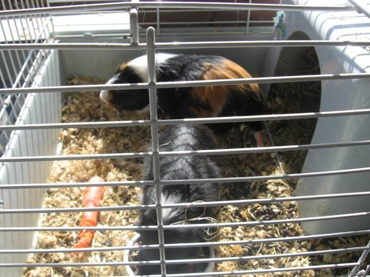 Marsvin cirkeline billede 2