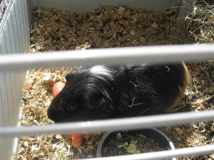 Marsvin cirkeline billede 3