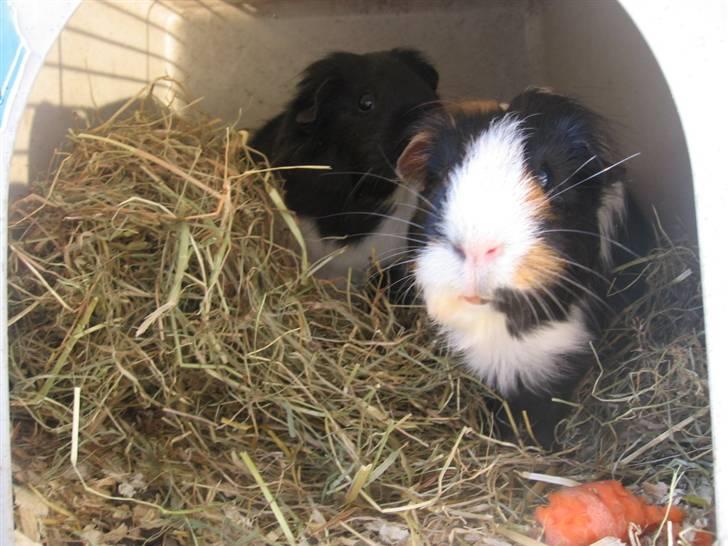 Marsvin cirkeline billede 4