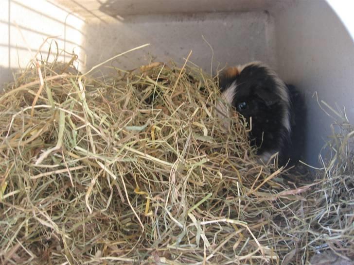 Marsvin cirkeline billede 5