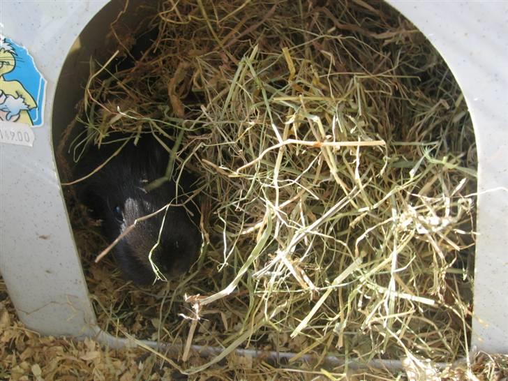 Marsvin cirkeline billede 6