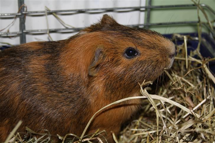 Marsvin Daim R.I.P :'( billede 2