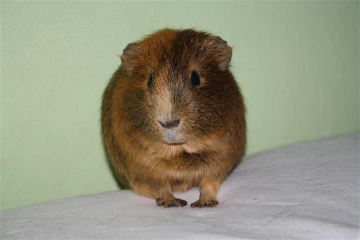 Marsvin Daim R.I.P :'( billede 3