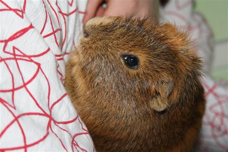 Marsvin Daim R.I.P :'( billede 4