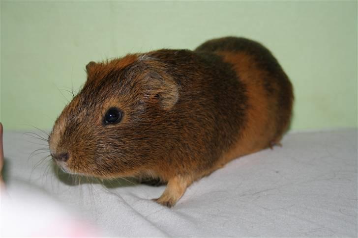 Marsvin Daim R.I.P :'( billede 5